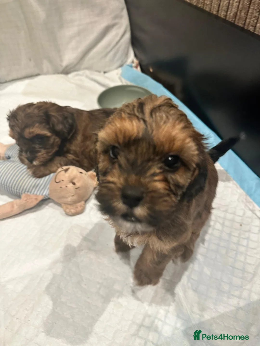 Shihpoo dogs for sale: Stunning Shihpoos in London Knightsbridge - Advert 3