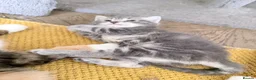 British Longhair cats for sale: Gorgeous British longhair Kittens - Advert 7