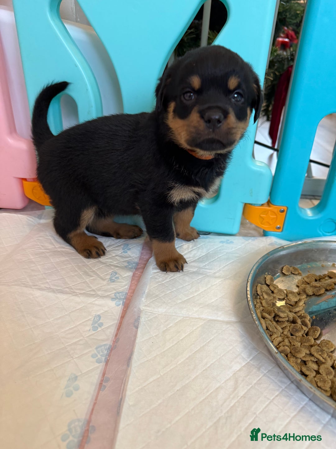 Rottweiler dogs for sale: Chunky Rottweiler puppies - Advert 6