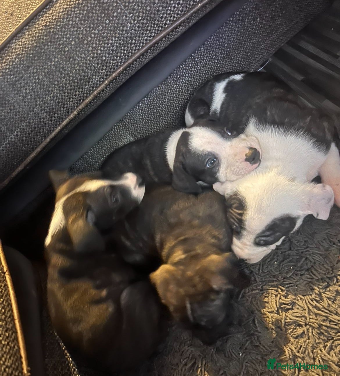 Staffordshire Bull Terrier dogs for sale: Staffie puppy - Advert 18
