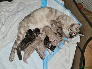 Bengal cats - Advert 5