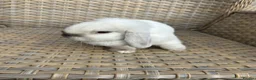 Mini Lop rabbits for sale: 1 Lovely handsome mini lop buck and adult. - Advert 6