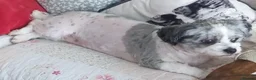 Shih Tzu dogs for sale: Adult dog for sale in Huddersfield - Advert 2
