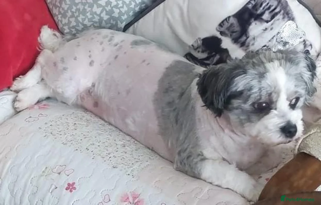 Shih Tzu dogs for sale: Adult dog for sale in Huddersfield - Advert 2