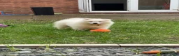 Samoyed dogs for sale: Tofu-Rose - Advert 8