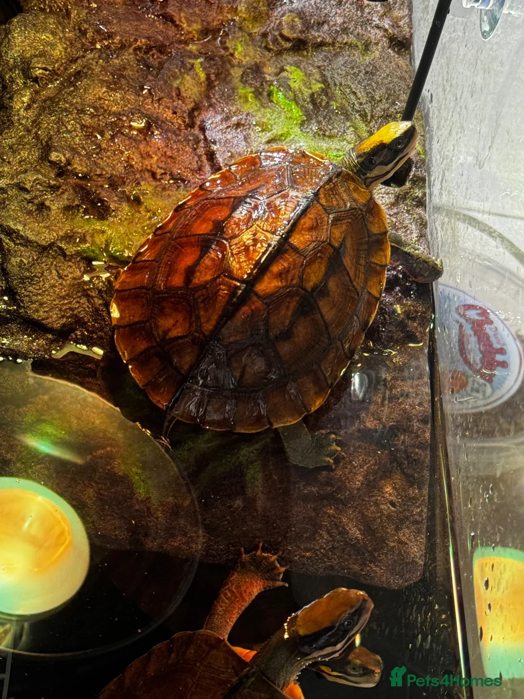 Turtle reptiles for sale: Rare CB  Three-striped Box Turtle for sale - Advert 11