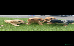 King Charles Spaniel dogs for sale: King Charles spaniel puppy’s  - Image 5
