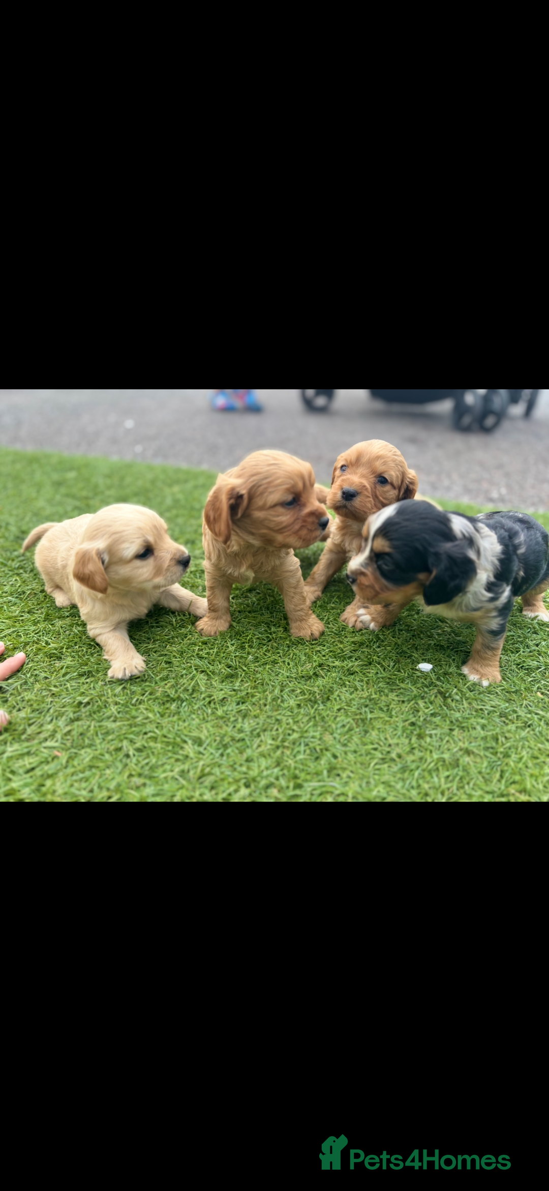 King Charles Spaniel dogs for sale: King Charles spaniel puppy’s  - Image 5