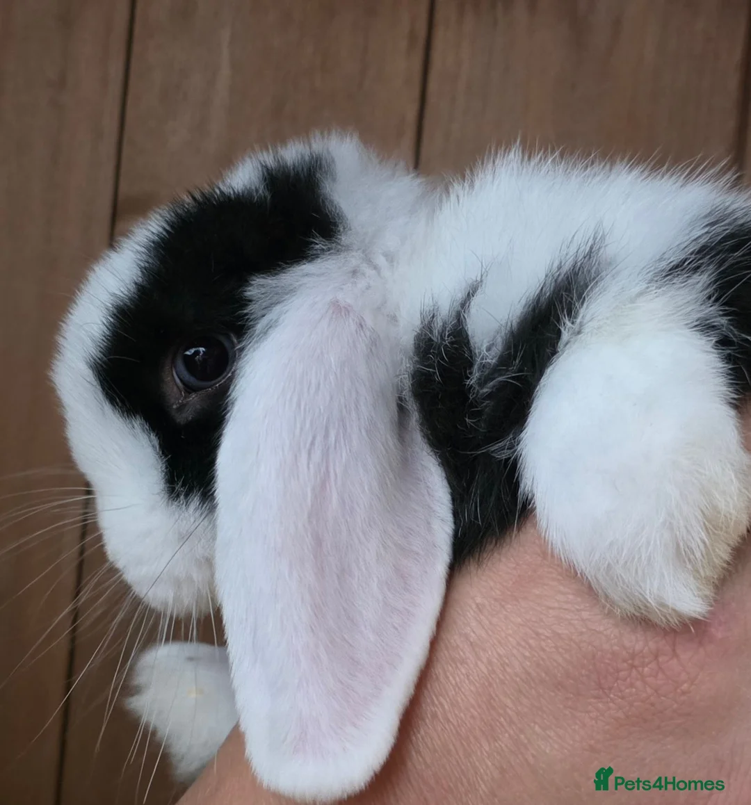 Mini Lop rabbits for sale: Gorgeous Mini lop Buck - Advert 1