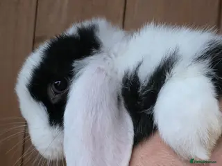 Mini Lop rabbits Gorgeous Mini lop Buck - Advert 1
