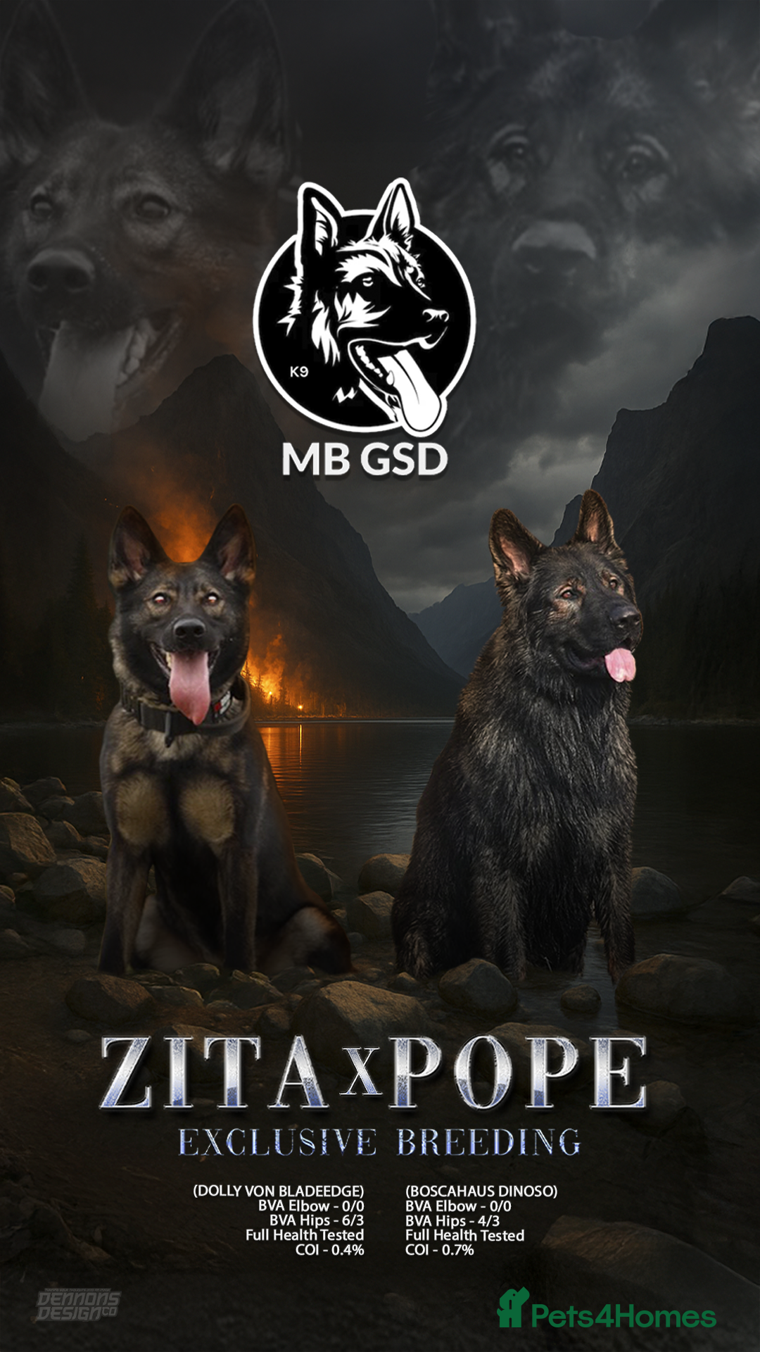 German Shepherd dogs 🧬Working Line German Shepherds, Full HealthTested - Advert 1