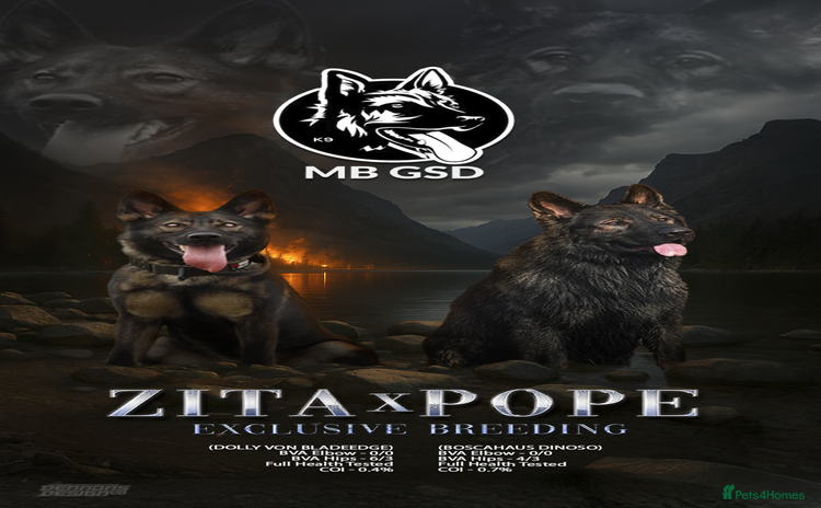 German Shepherd dogs - Advert 1