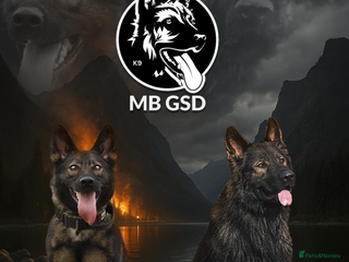 German Shepherd dogs 🧬Working Line German Shepherds, Full HealthTested - Advert 8