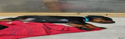 Dobermann dogs for sale: Gorgeous Full Pedigree Doberman puppies for sale  in Hull - Advert 9