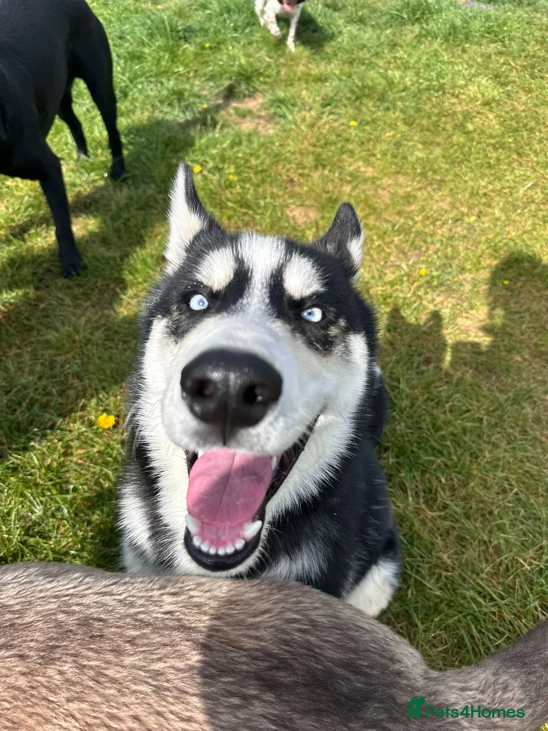 Siberian Husky dogs for sale: 6 month old Husky in Stamford - Advert 2