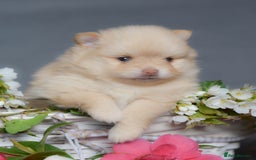 Pomchi dogs for stud: Ghost looking for the ladies  - Image 9