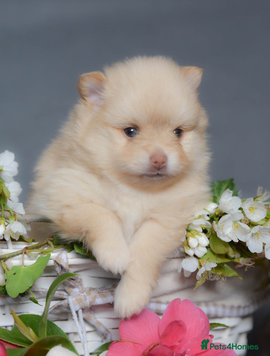 Pomchi dogs for stud: Ghost looking for the ladies  - Image 9