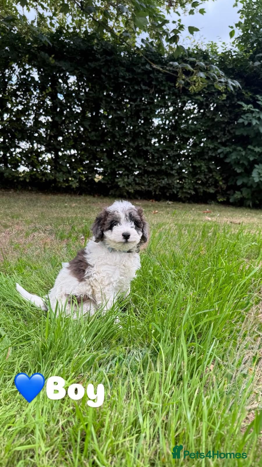 Cavapoo dogs F2 Cavapoo puppies - Advert 5