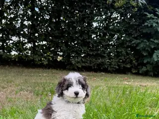 Cavapoo dogs F2 Cavapoo puppies - Advert 5