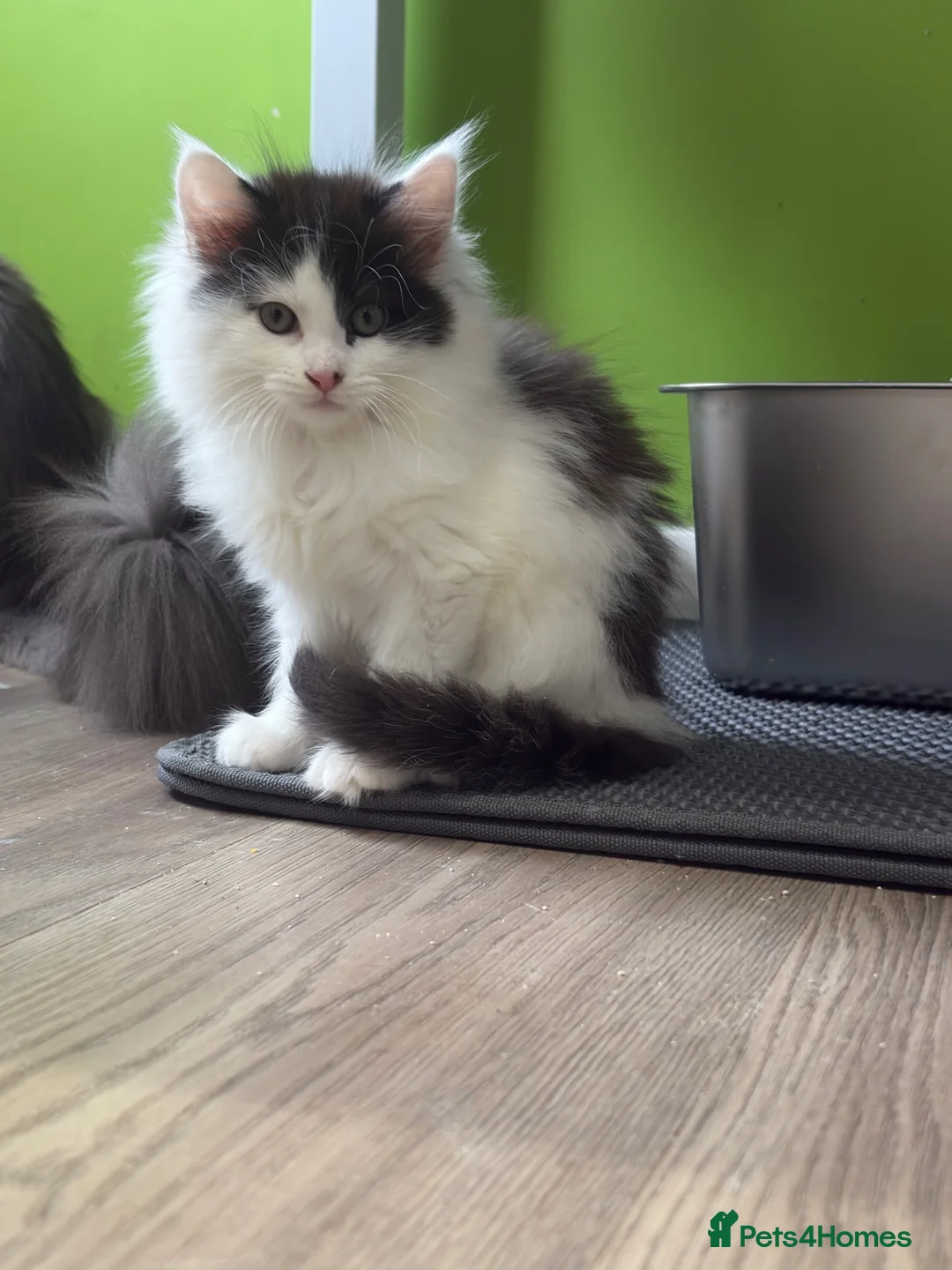 Mixed Breed cats for sale: Maine Coon x Kittens  - Advert 2