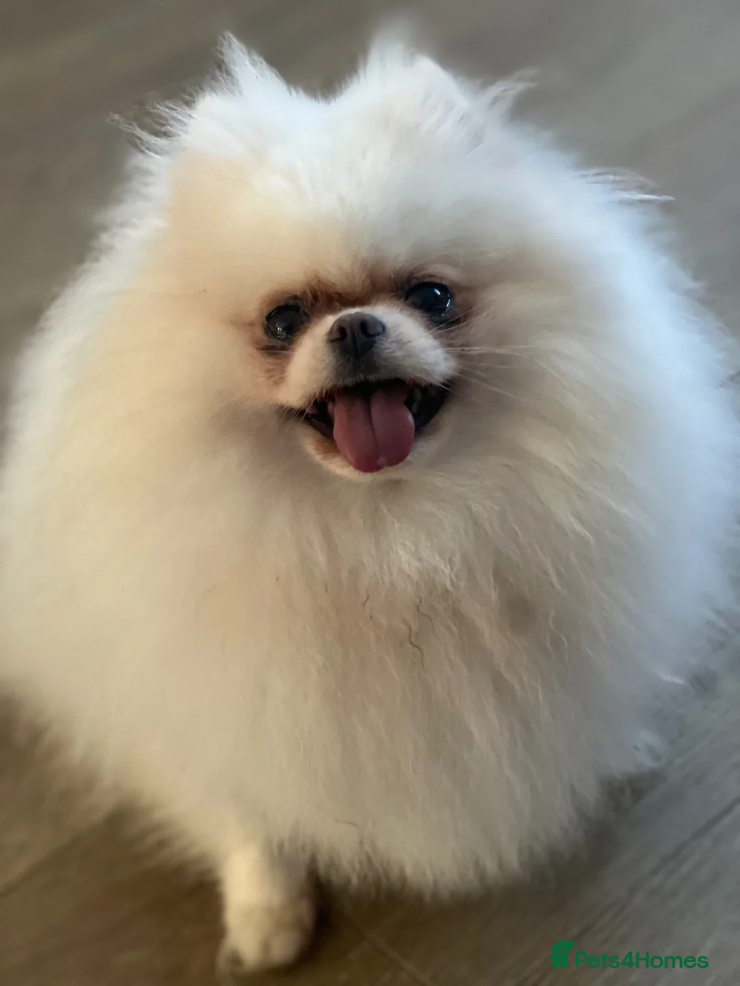 Pomeranian dogs for sale:     Luxury White Pomeranian Puppies  - Advert 2