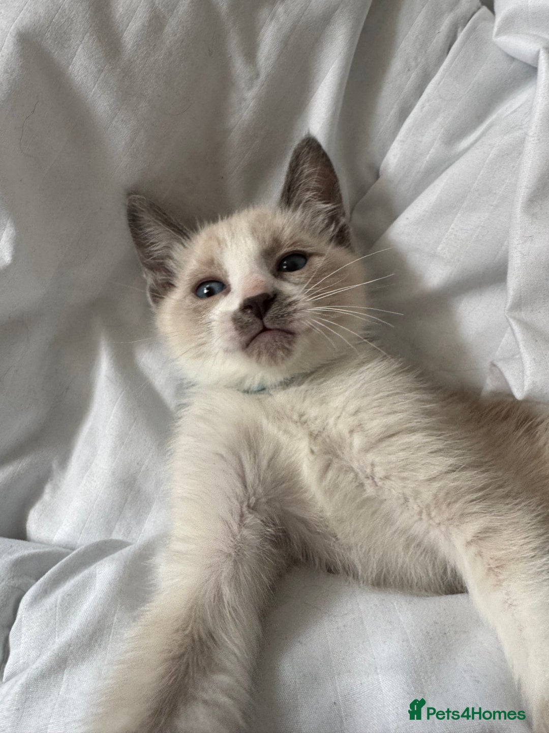 Siamese cats for sale: Siamese/Ragdoll kitten - Advert 1