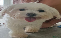 Maltipoo dogs for sale: Perfect small Maltipoo’s  puppy’s ❤️ - Image 15