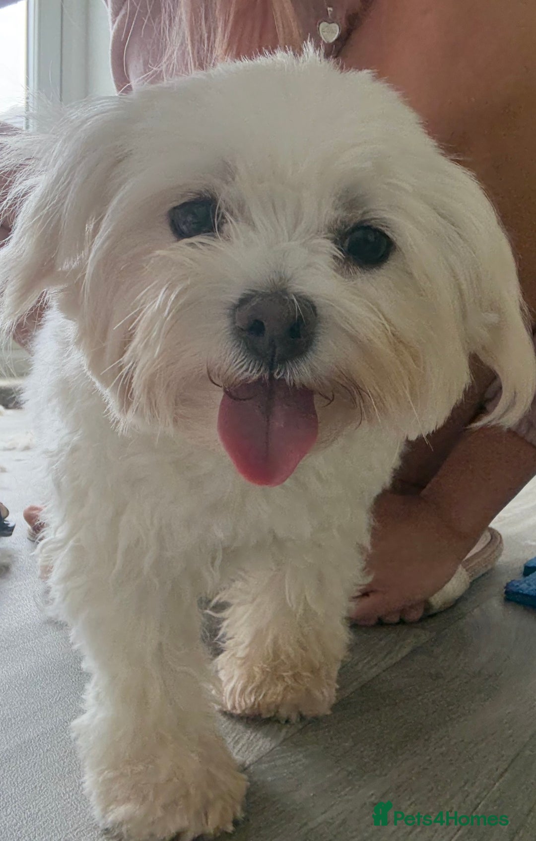 Maltipoo dogs for sale: Perfect small Maltipoo’s  puppy’s ❤️ - Image 15