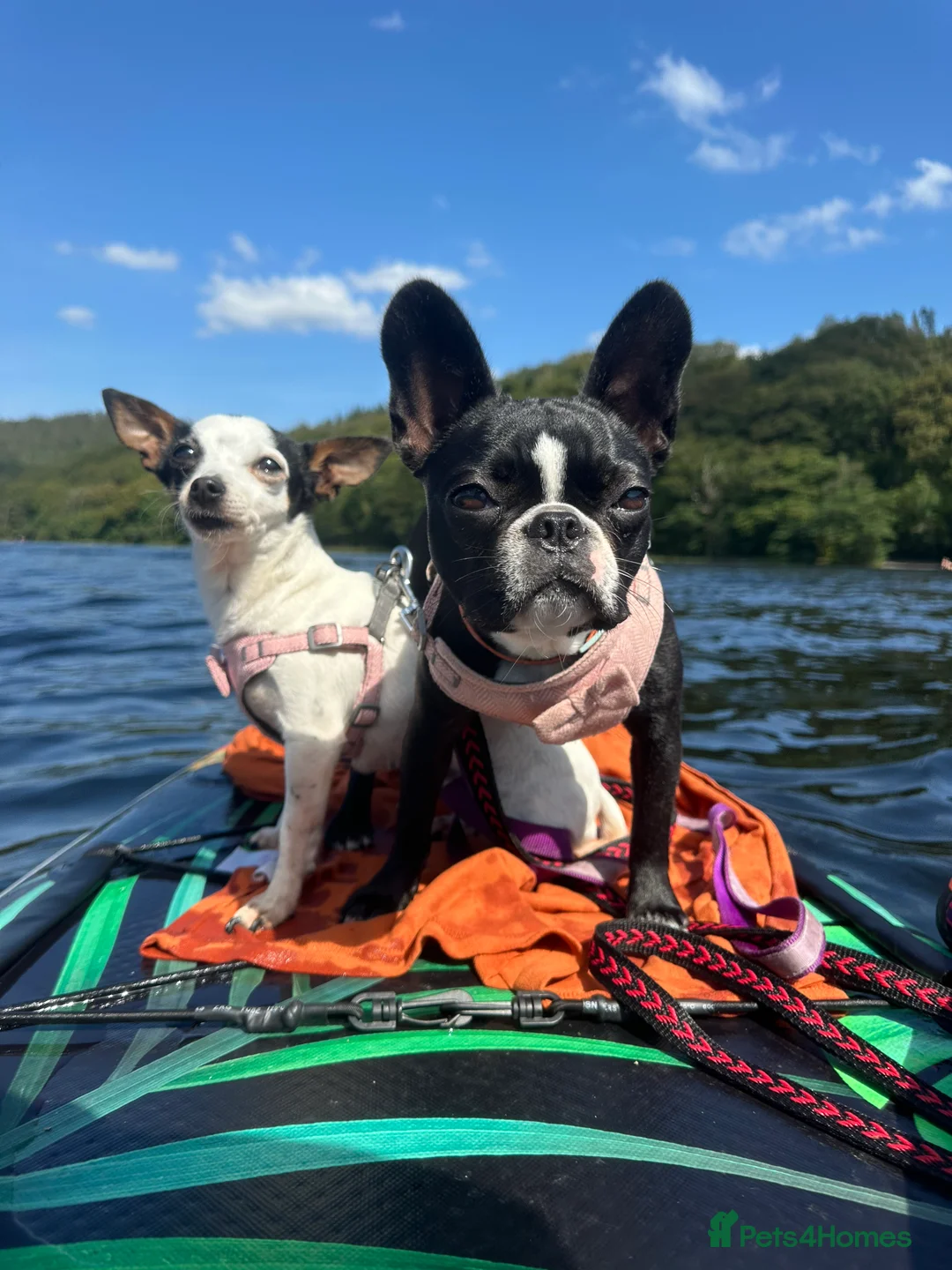 Gallery Image {{count}}