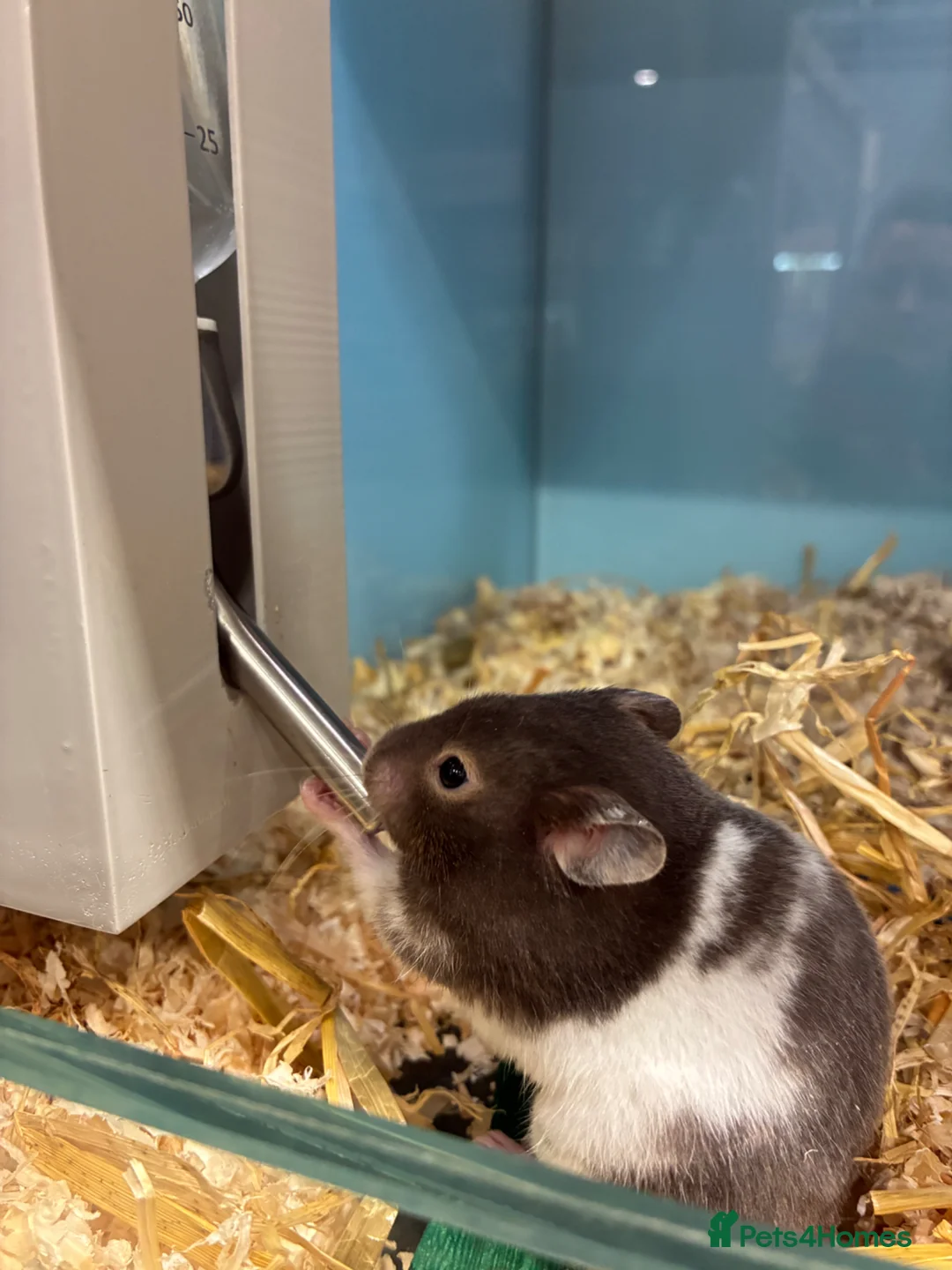 Hamster rodents for sale: Female hamster for sale in Barnsley - Advert 1