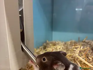 Hamster rodents Female hamster for sale - Advert 15