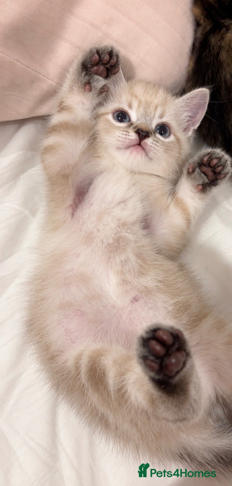 British Shorthair cats Bengal x British shorthair kitten! - Advert 3