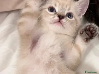 British Shorthair cats Bengal x British shorthair kitten! - Advert 4