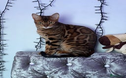 Bengal cats for sale: Beautiful Female Cat🥰🥰🥰🥰🥰 - Image 5