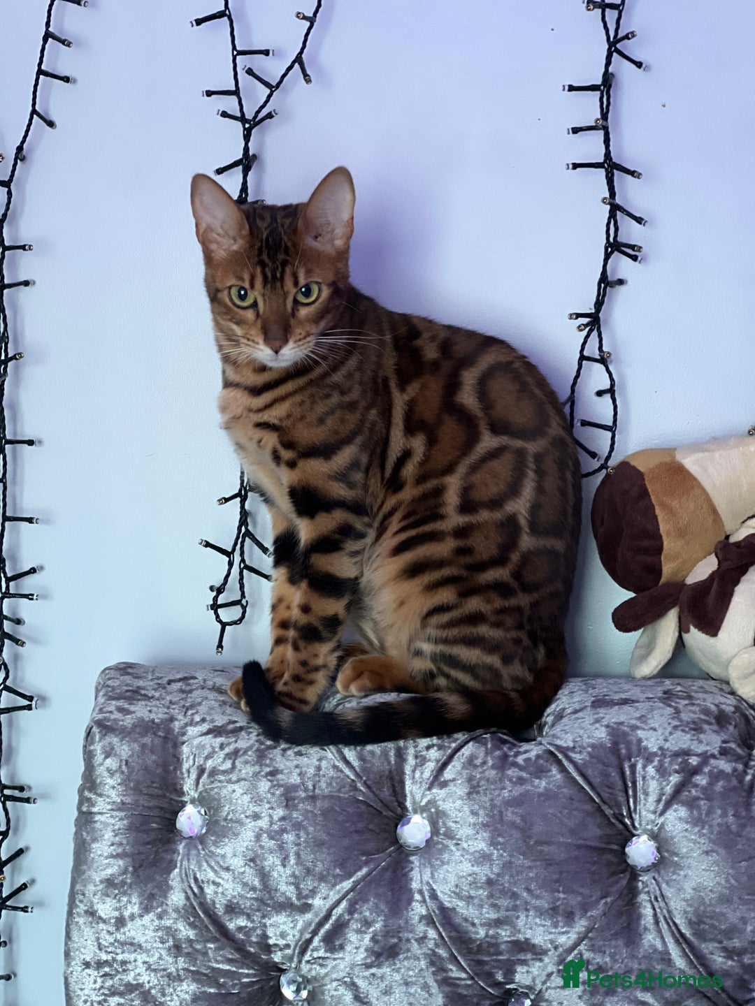 Bengal cats for sale: Beautiful Female Cat🥰🥰🥰🥰🥰 - Image 5