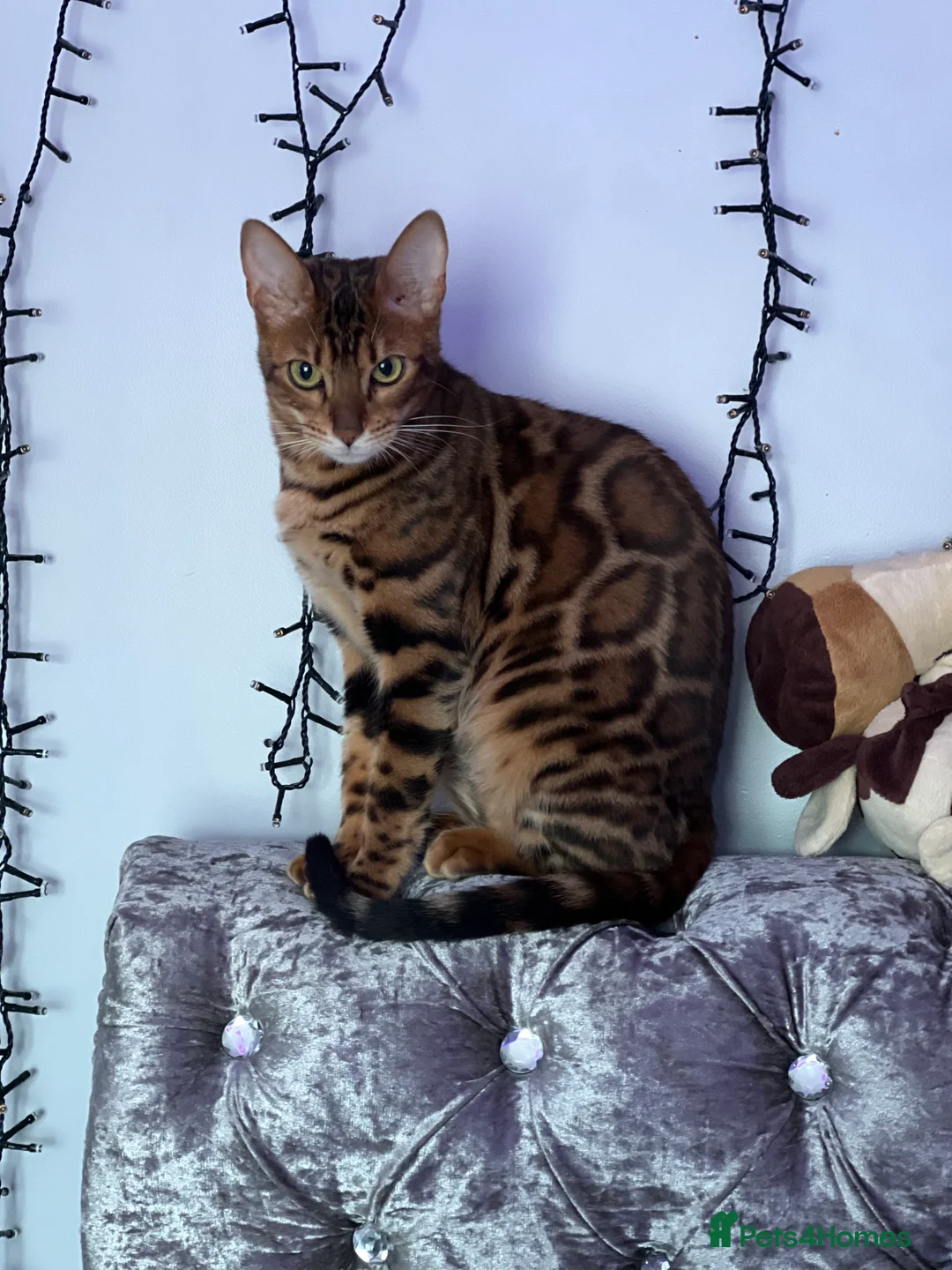 Bengal cats for sale: Beautiful Female Cat🥰🥰🥰🥰🥰 - Advert 5