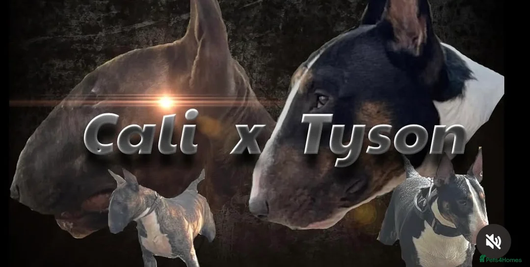 English Bull Terrier dogs for sale: KC English bullterriers puppys x5 - Advert 4