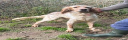 English Setter dogs for adoption: Lobo  - Advert 8