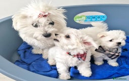 Maltese dogs for sale: Maltese - Image 5