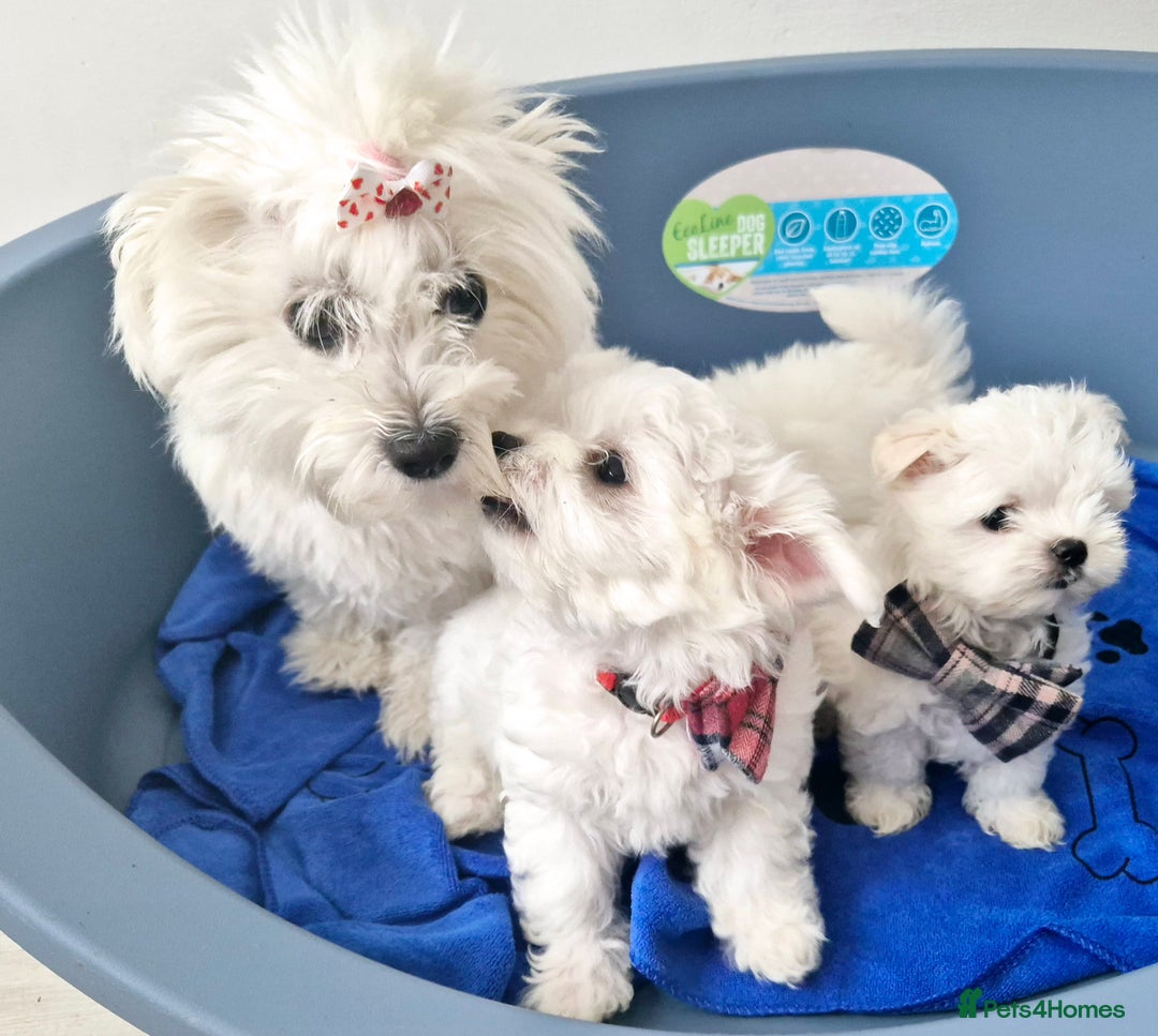 Maltese dogs for sale: Maltese - Image 5