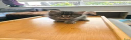 Norwegian Forest Cat cats for sale: Norwegian Forest Mix Kittens  in Egham - Advert 4