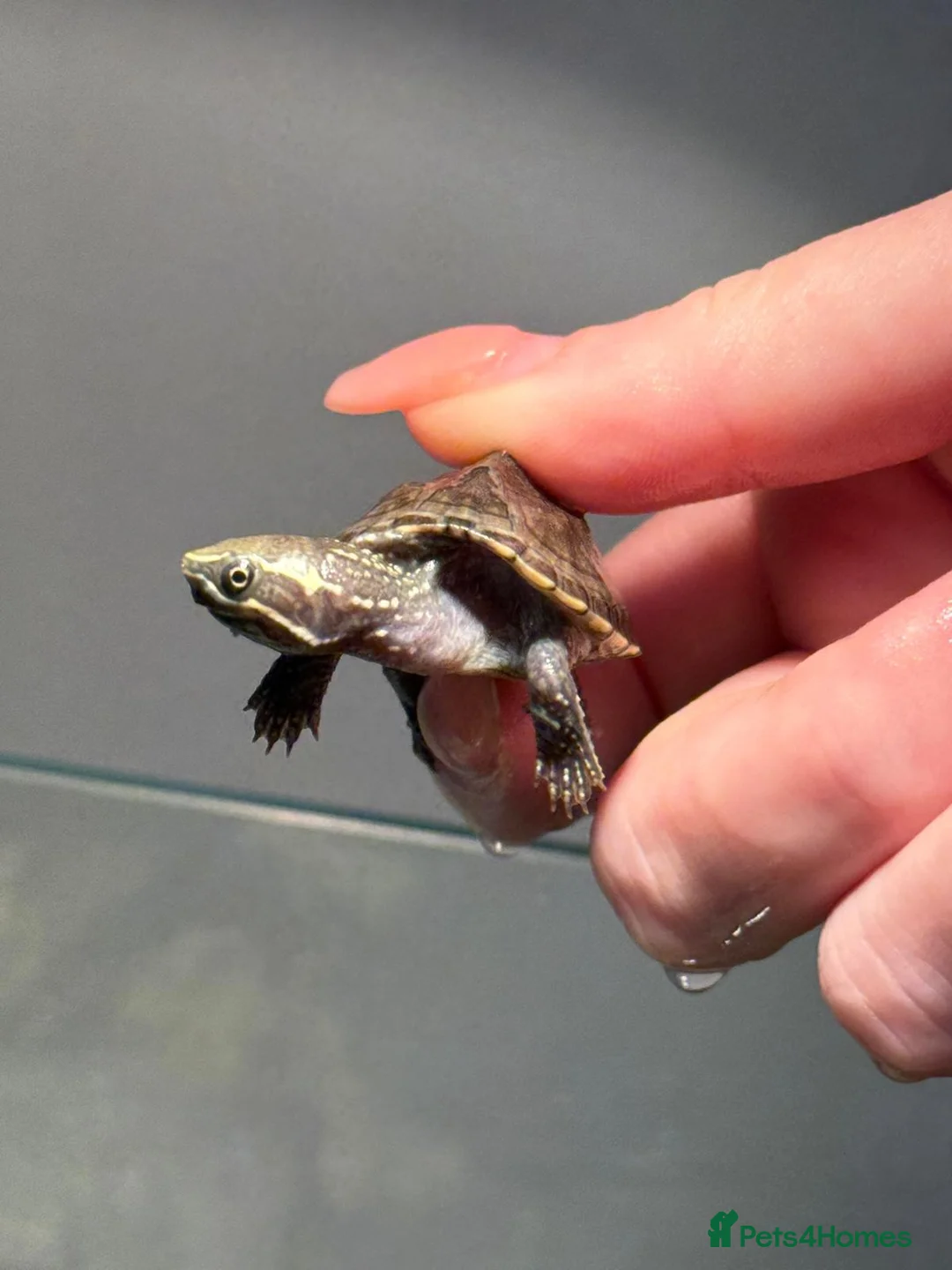 Turtle reptiles for sale: Full Turtle set up with turtle and fish included   - Advert 2
