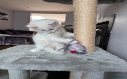 Turkish Angora cats for sale: Beautiful Turkish Angora Kittens - Image 14