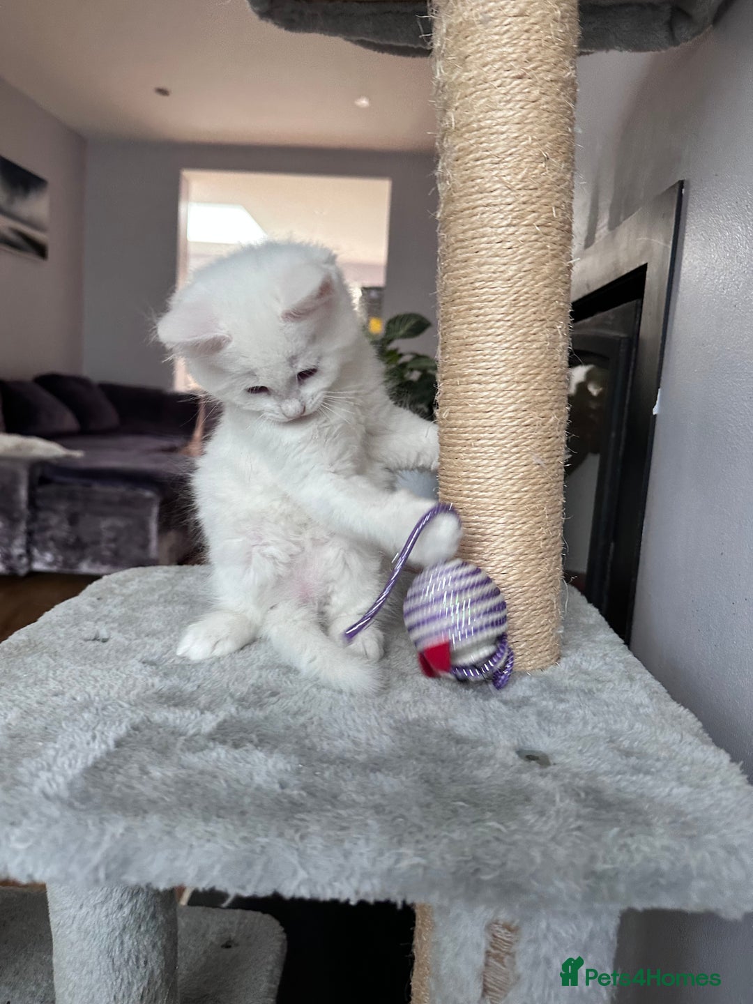 Turkish Angora cats for sale: Beautiful Turkish Angora Kittens - Image 14