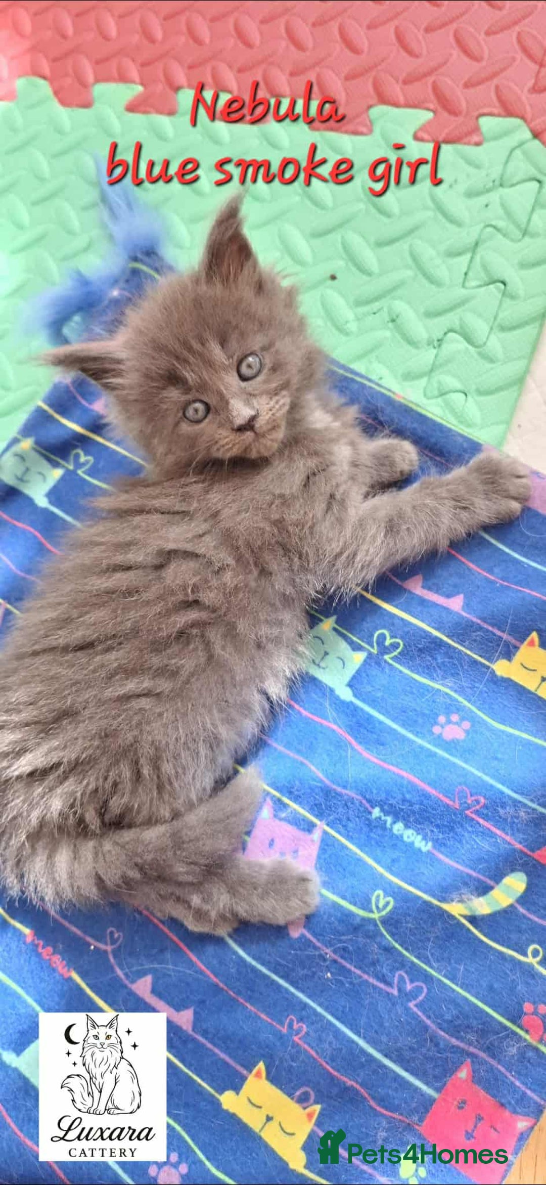 Maine Coon cats for sale: Adorable Purebred Maine Coon Kittens–GCCF/Pedigree - Image 7