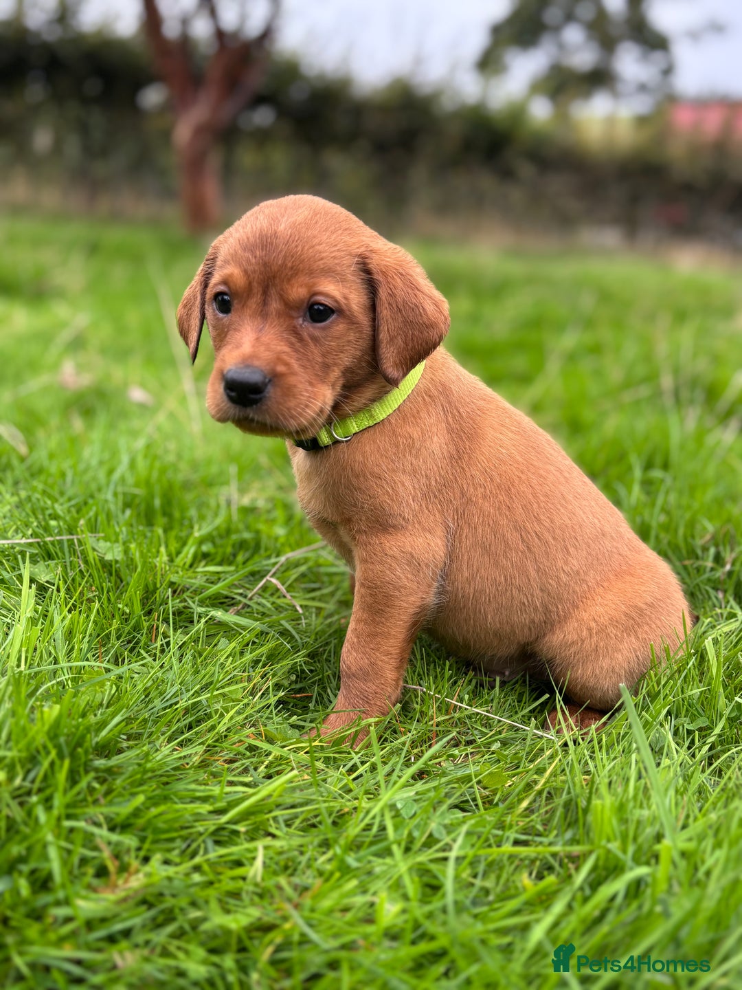 Labrador Retriever dogs for sale: Fox Red Labrador Retrievers - Image 13