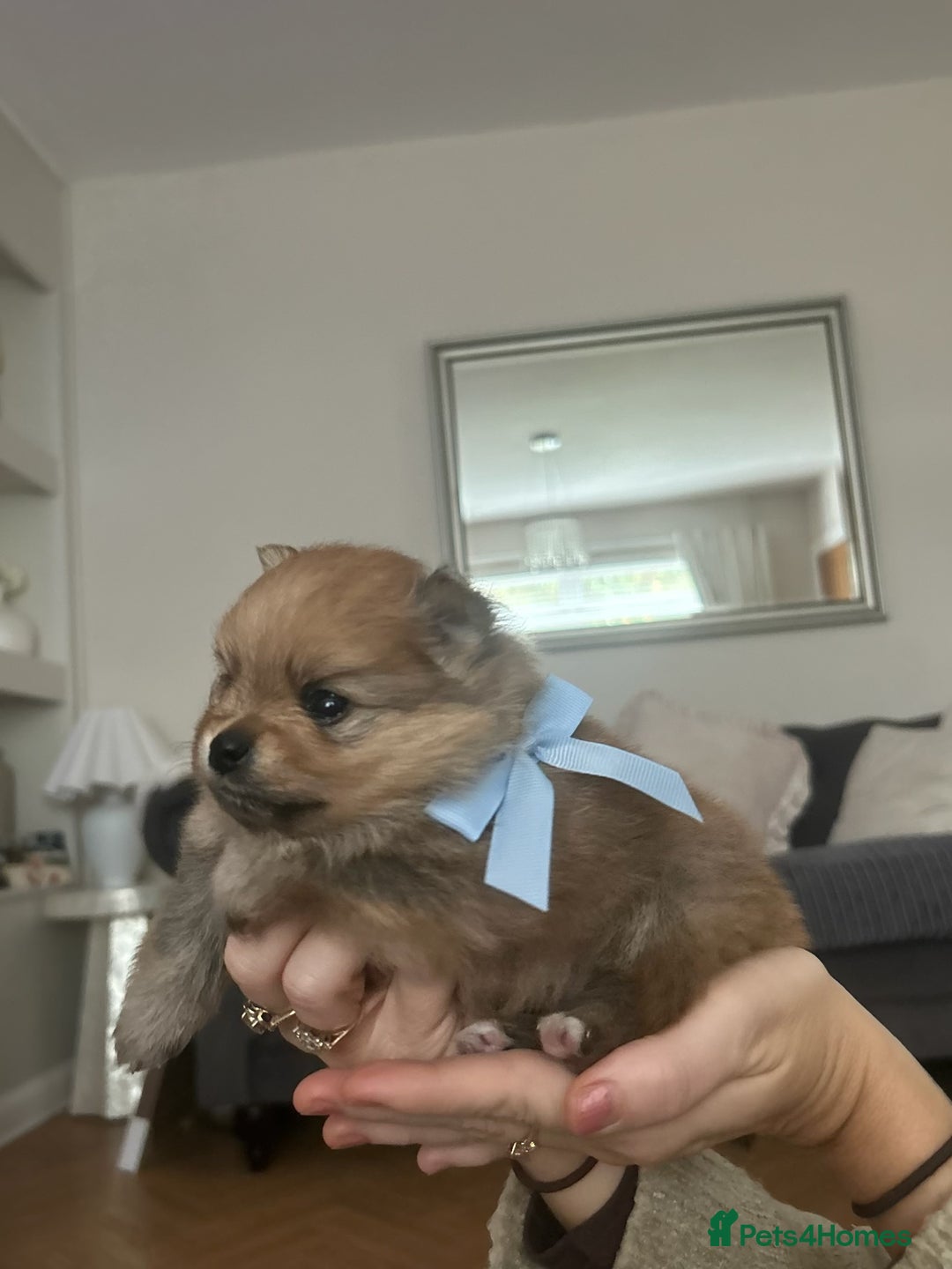 Pomeranian dogs for sale: Beautiful ** Pomeranian puppies  - Image 7