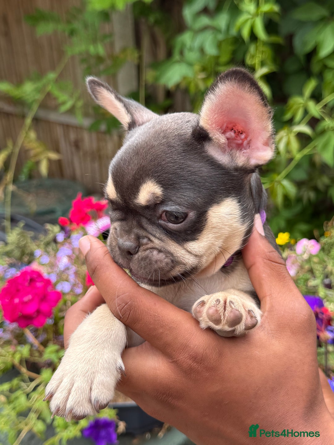 French Bulldog dogs for sale: French bulldog puppies ready now. - Image 5