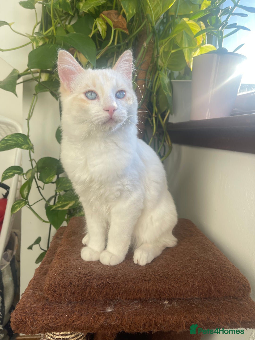 Ragdoll cats for sale: VERY RARE CREAM FLARE BICOLOUR RAGDOLL KITTEN - Advert 33