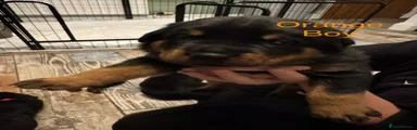 Rottweiler 2